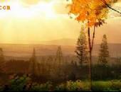 青城流水音,小区环境,点击放大